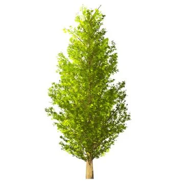 Tree isolated on white background Stock Illustration