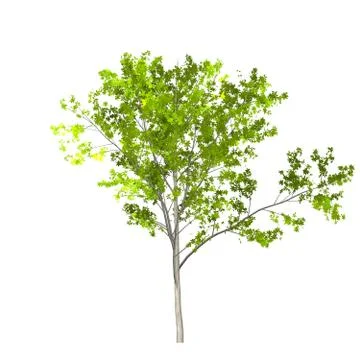 Tree isolated on white background Stock Illustration
