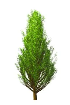 Tree isolated on white background Stock Illustration