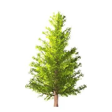 Tree isolated on white background Stock Illustration