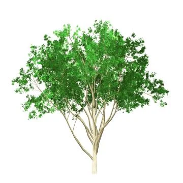 Tree isolated on white background Stock Illustration