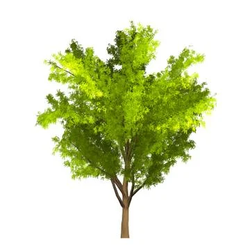 Tree isolated on white background Stock Illustration