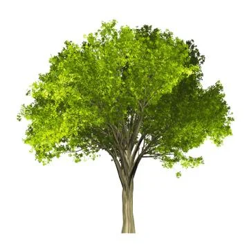Tree isolated on white background Stock Illustration