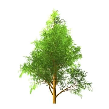 Tree isolated on white background Stock Illustration
