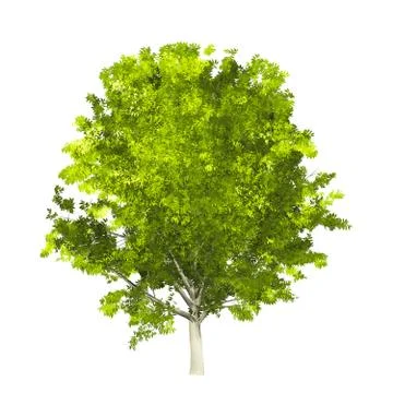 Tree isolated on white background Stock Illustration