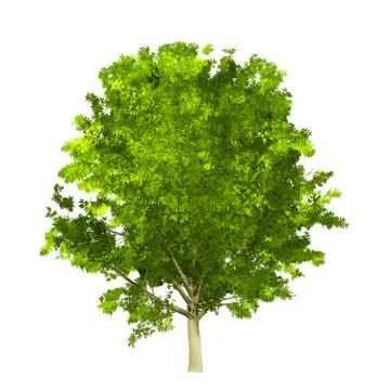 Tree isolated on white background Stock Illustration