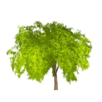 Tree isolated on white background Stock Illustration