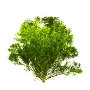 Tree isolated on white background Stock Illustration