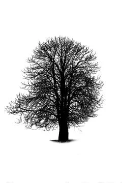 Tree isolated on white background Stock Illustration
