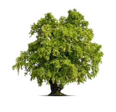 Tree on isolated white background. Nature and object concept. Park and outd.. Stock Photos