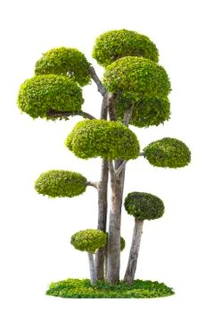 Tree isolated white background Foto stock