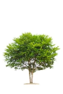 Tree isolated with white background Stock Photos