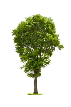 Tree isolated with white background Stock Photos