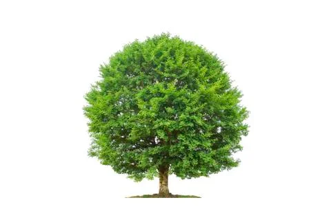 Tree isolated with white background Stock Photos