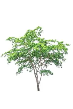 Tree isolated on white background Stock Photos