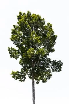 Tree isolated on white background Foto stock