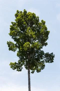 Tree isolated on white background 스톡 사진
