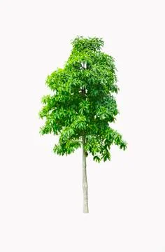 Tree isolated on white background Stock Photos
