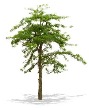 Tree isolated on white background Foto stock