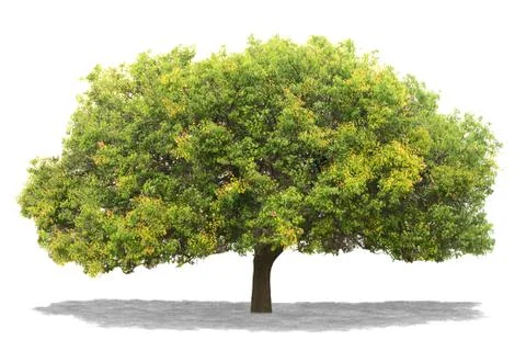 Tree isolated on white background Stock Photos