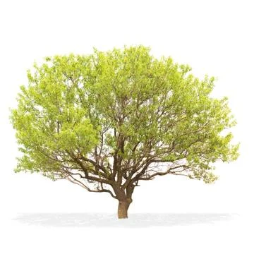 Tree isolated on white background Foto stock
