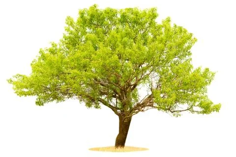 Tree isolated on white background Stock Photos