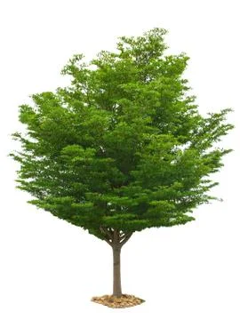 Tree isolated on white background 写真素材