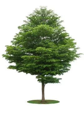 Tree isolated on white background Stock Photos