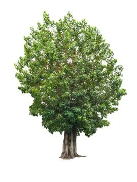 Tree isolated on white background Stock Photos