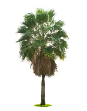 Tree isolated on white background Stock Photos