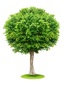 Tree isolated on white background Stock Photos
