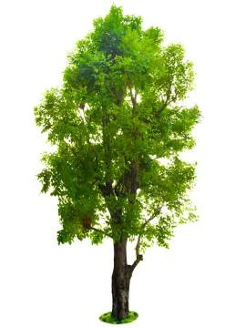 Tree isolated on white background Stock Photos