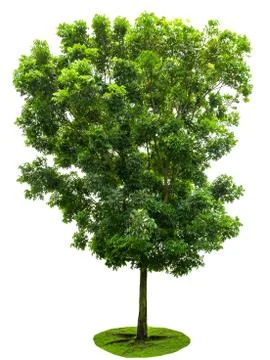 Tree isolated on white background Stock Photos