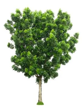 Tree isolated on white background Stock Photos