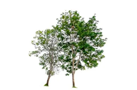 Tree isolated on white background Stock Photos