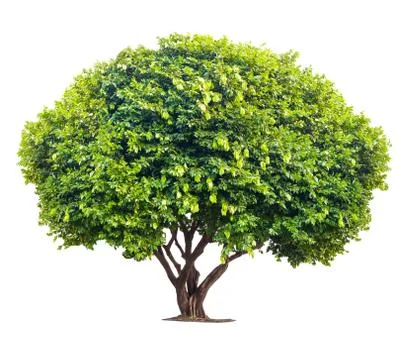 Tree isolated on white background Stock-Fotos