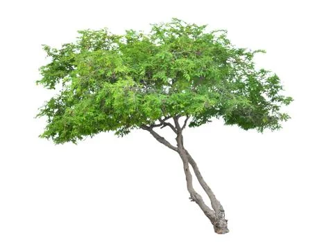 Tree isolated on white background Stock Photos