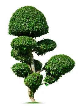 Tree isolated on white background Stock Photos