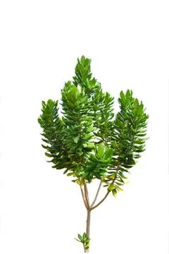 Tree isolated on white background Fotos Stock