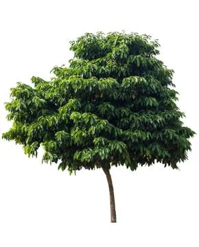 Tree isolated on white background Foto stock