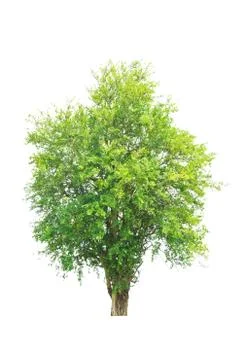 Tree isolated on a white background Stock Photos