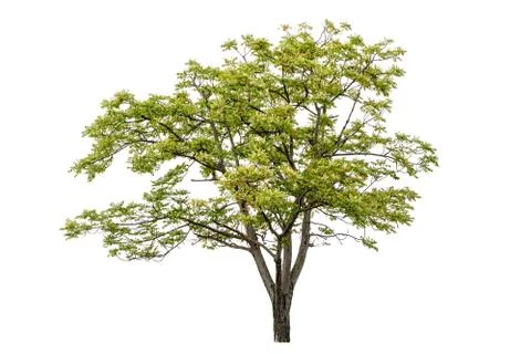 Tree isolated on white background Stock Photos