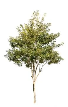 Tree isolated on white background Stock Photos