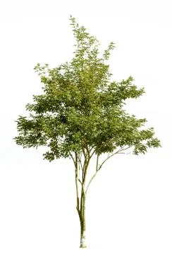 Tree isolated on white background Fotos de archivo