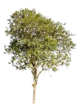 Tree isolated on white background Stock Photos