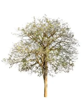 Tree isolated on white background Stock Photos