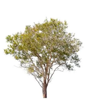 Tree isolated on white background Stock Photos