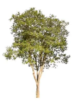 Tree isolated on white background Stock Photos