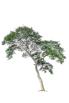 Tree isolated on white background Stock-Fotos