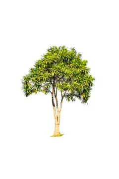 Tree isolated on white background Foto stock